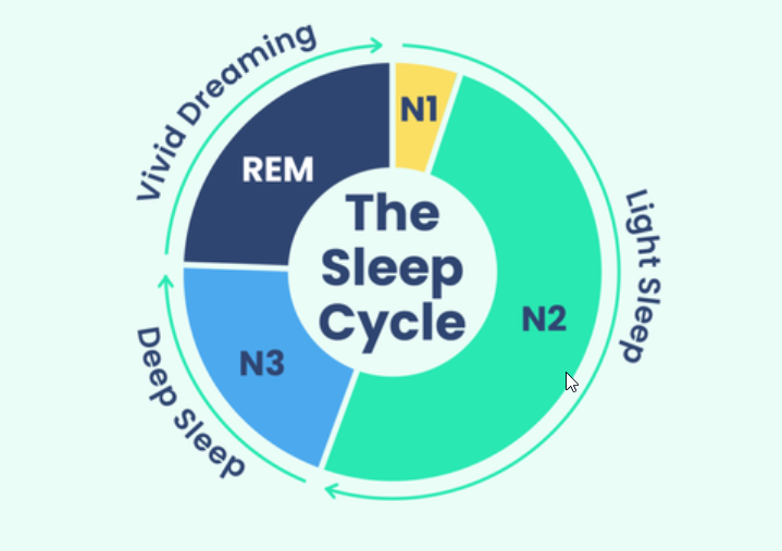 The Sleep Cycle — N1 (nodding off), N2 (light sleep), N3 (deep sleep), REM (vivid dreaming)